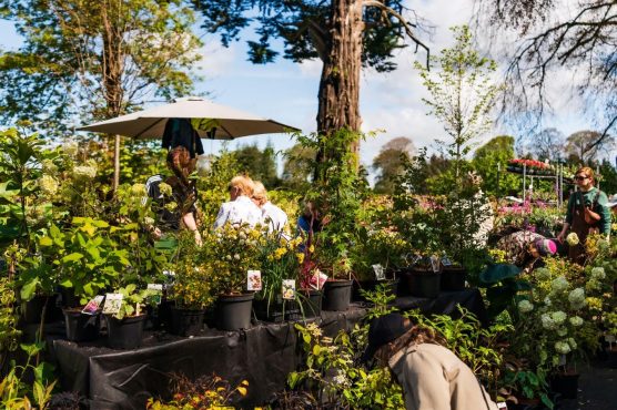 WILD - The RHSI Russborough Garden Show