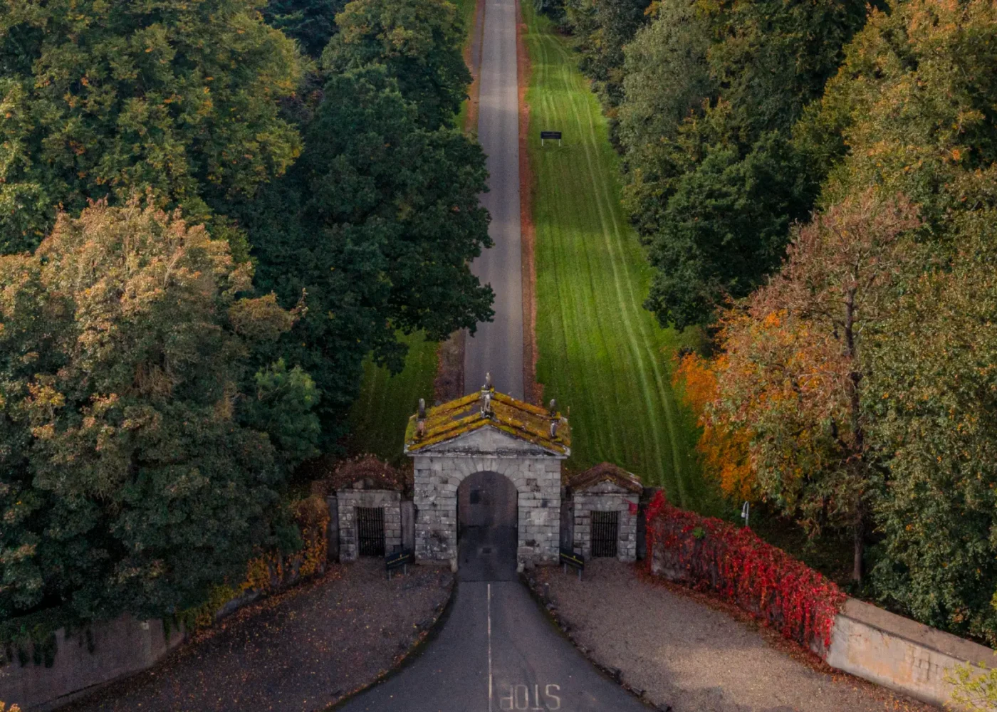 road into the forest in autumn