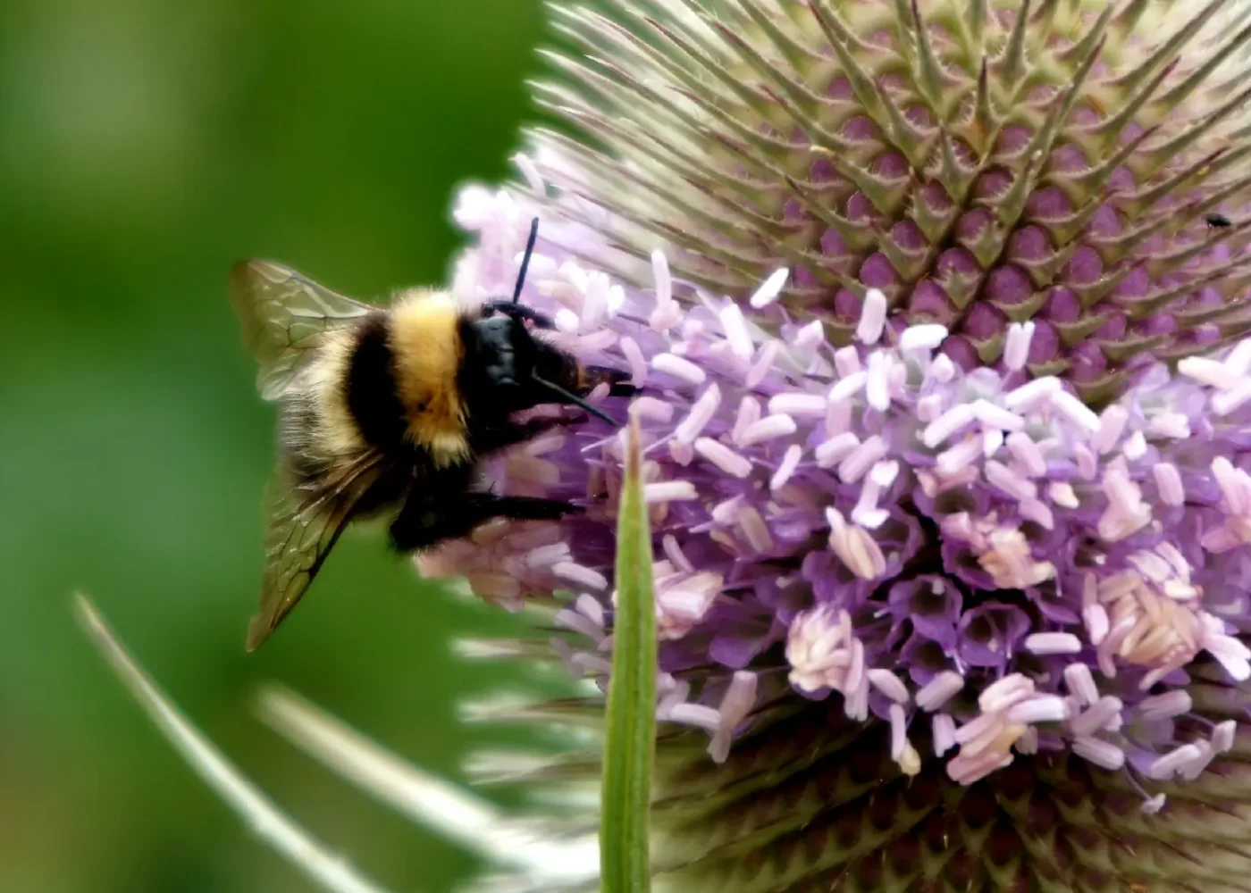 Russborough House bees