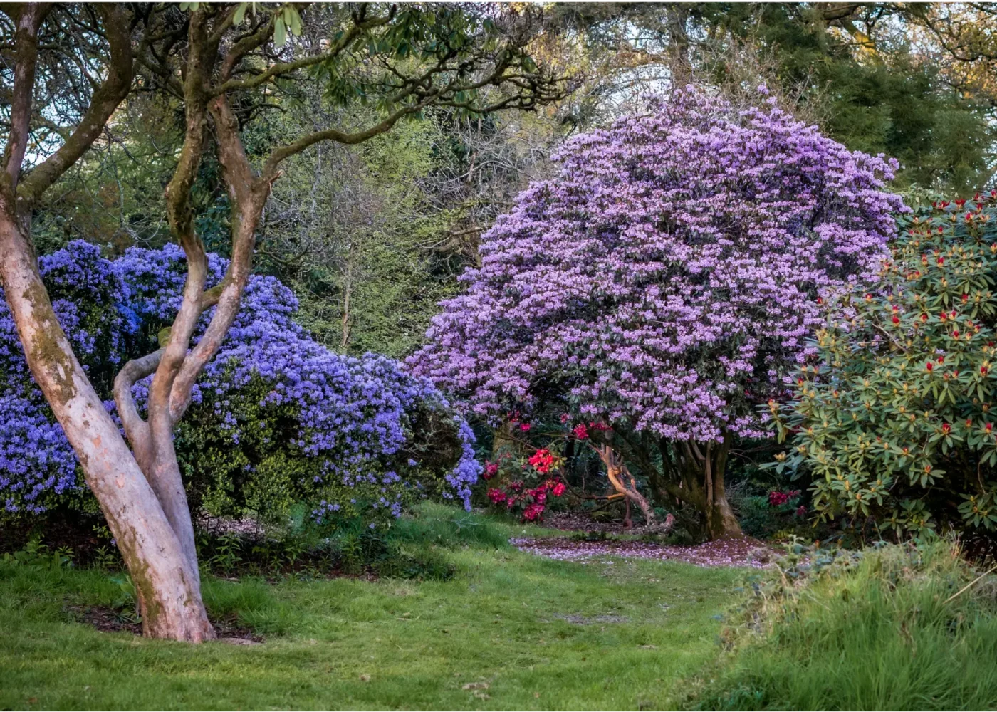 The parklands and gardens at Russborough House 09