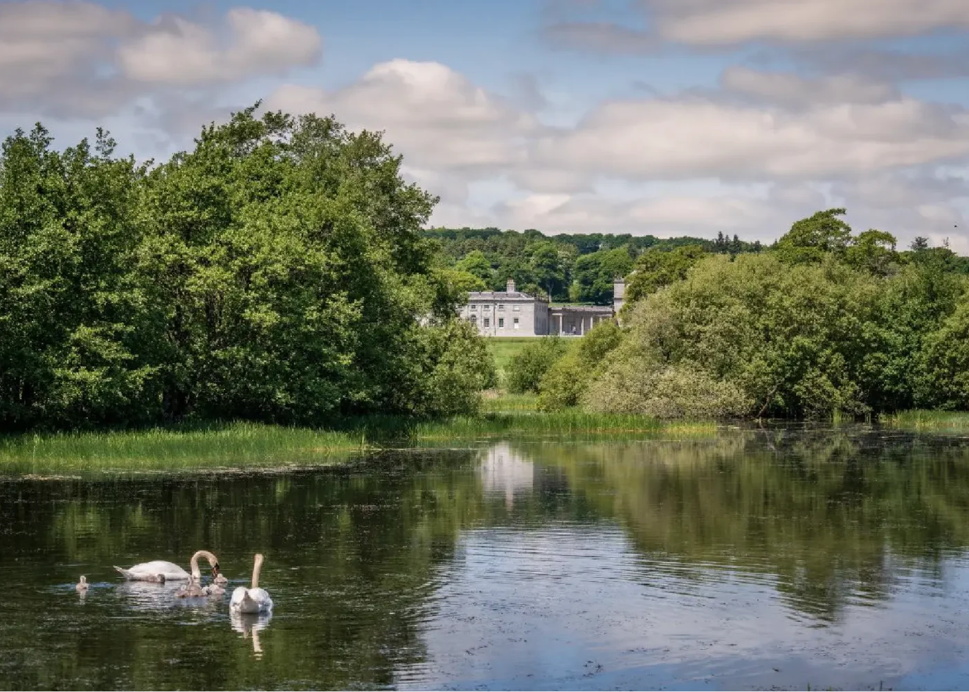 The parklands and gardens at Russborough House, swans in the lake