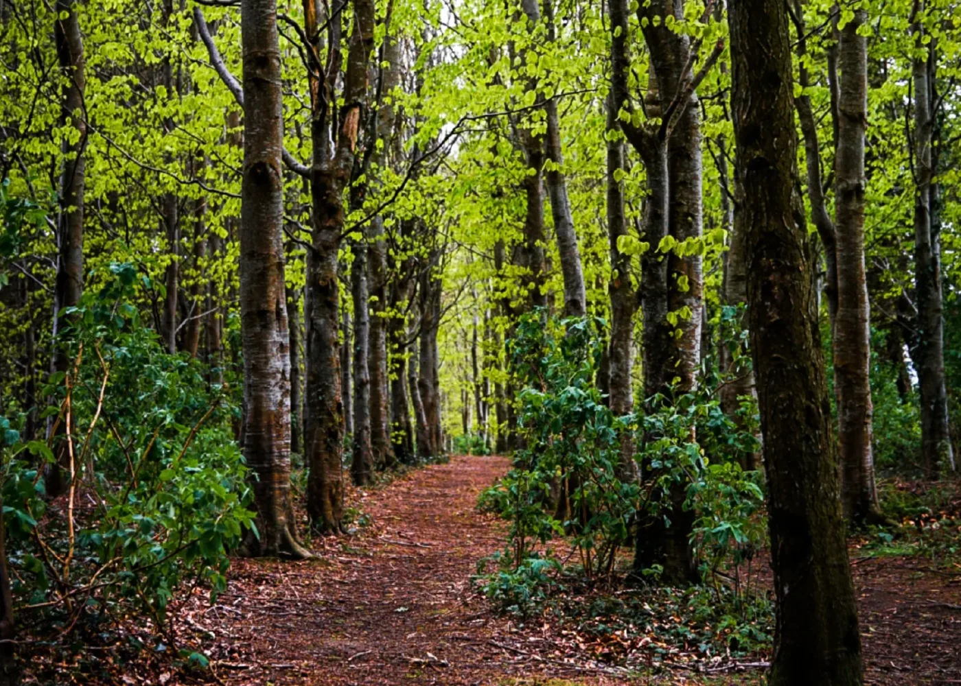 Walks & Trails russborough forest