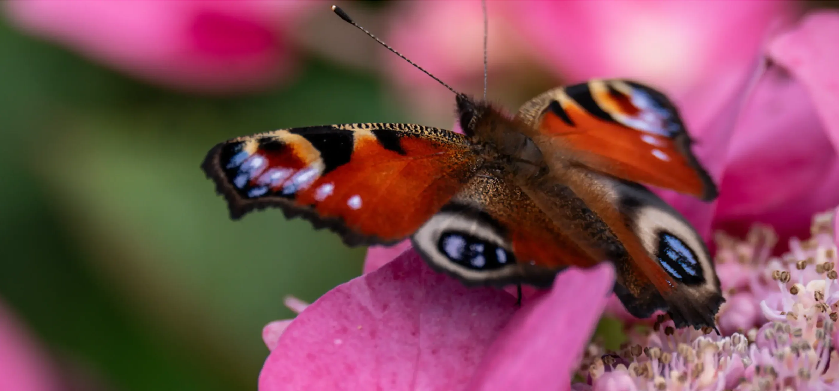 biodiversity at russborough demense - butterfly 01