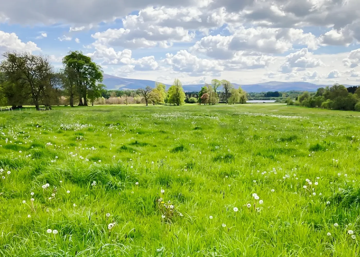 biodiversity at russborough demense 04