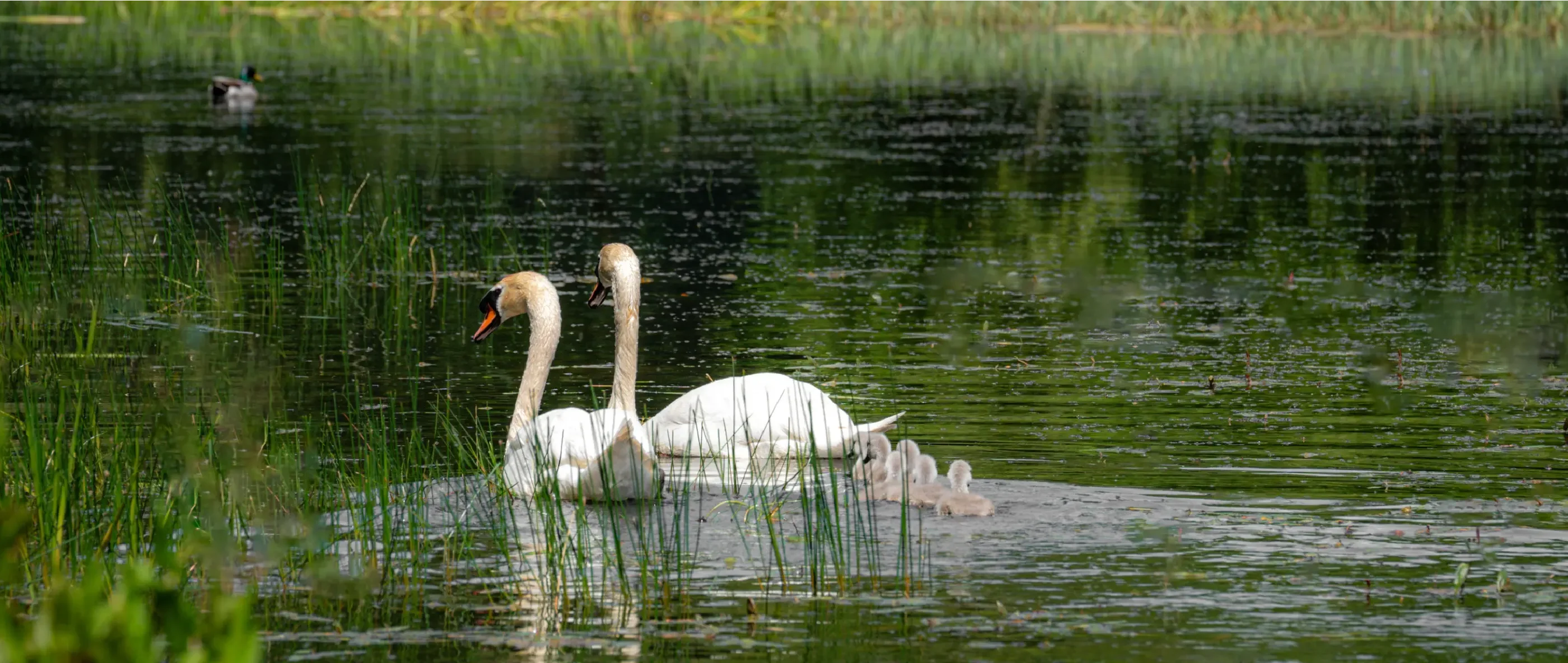 swans in parklands