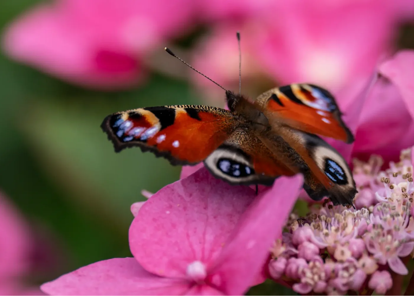 butterfly on pink flower