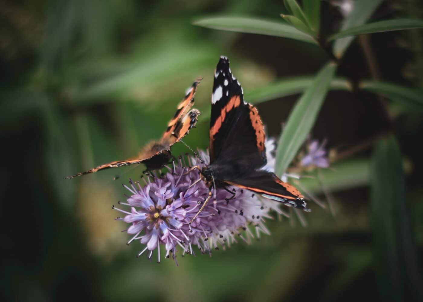 butterflies on buddleia flowers