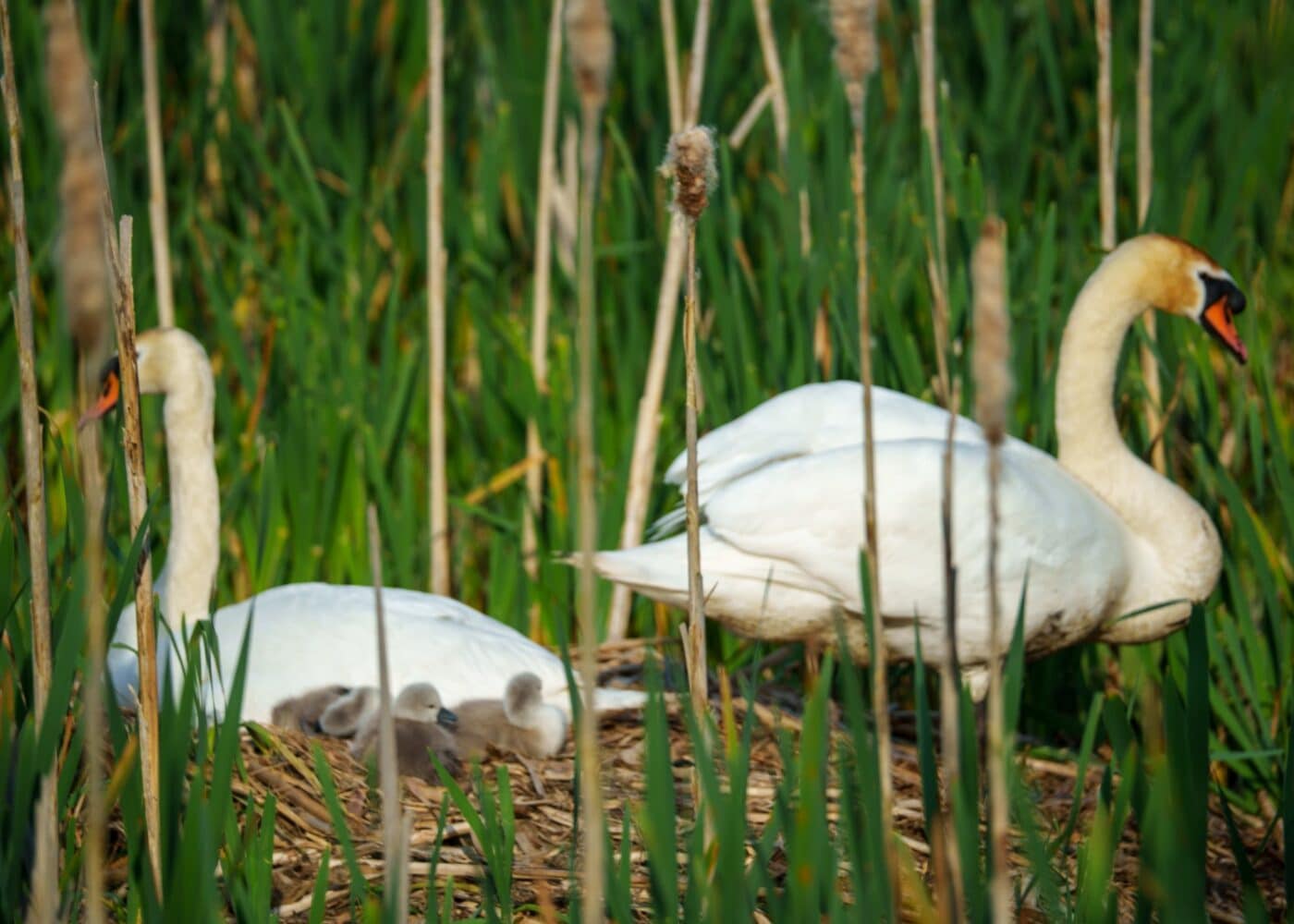 swans and cygnets