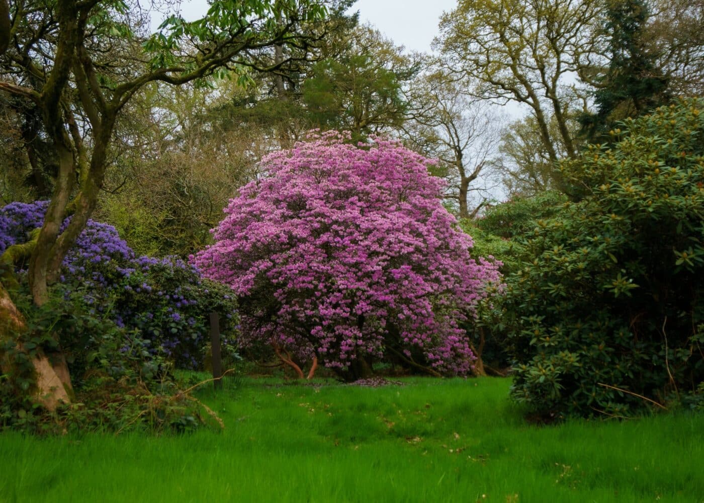 rhododendron trees