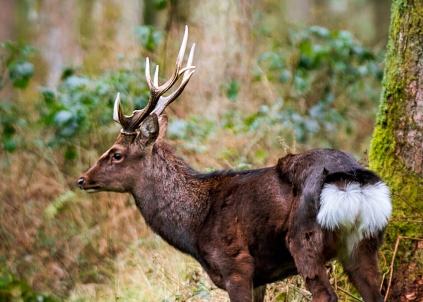 stag in forest