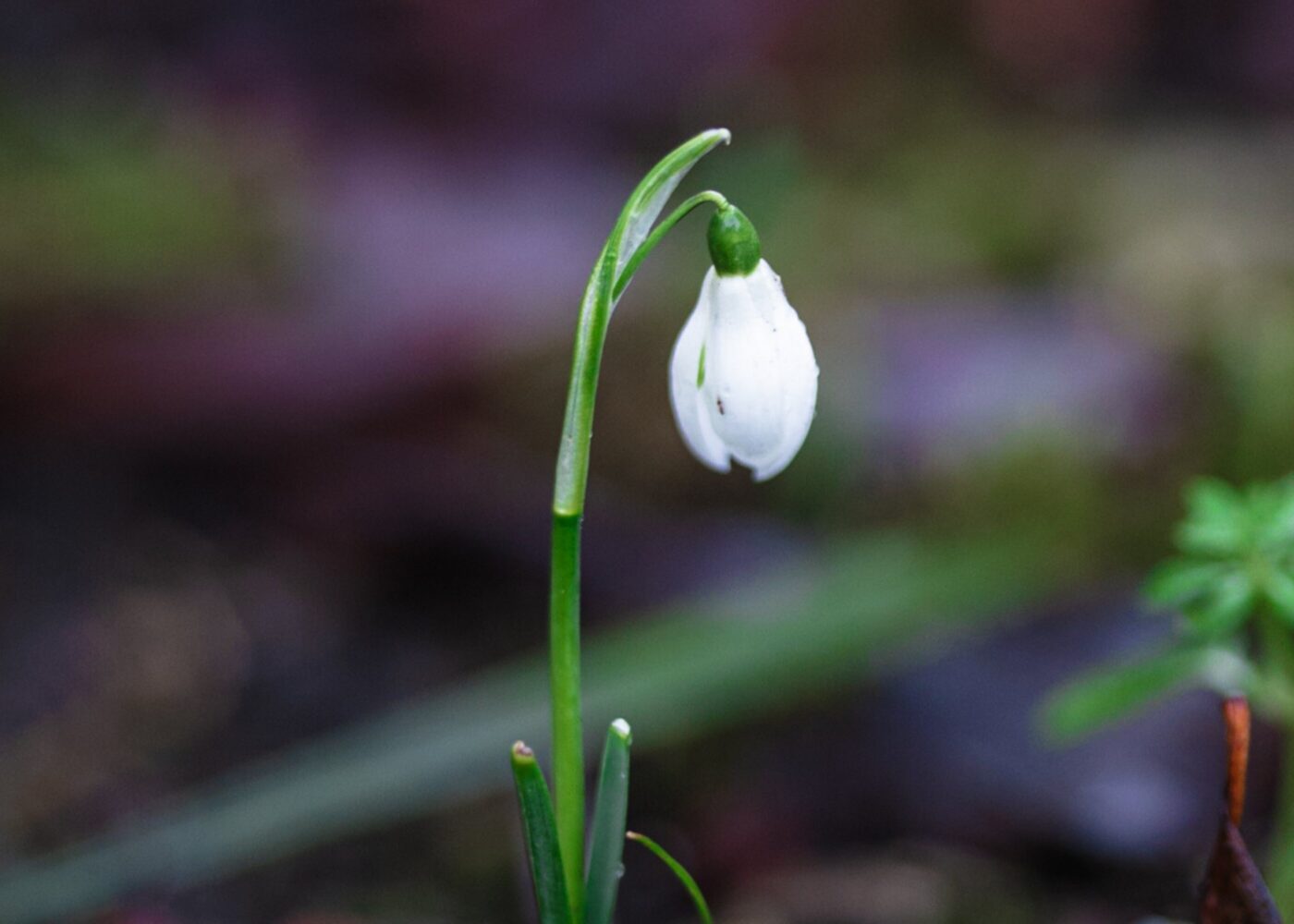 single snowdrop