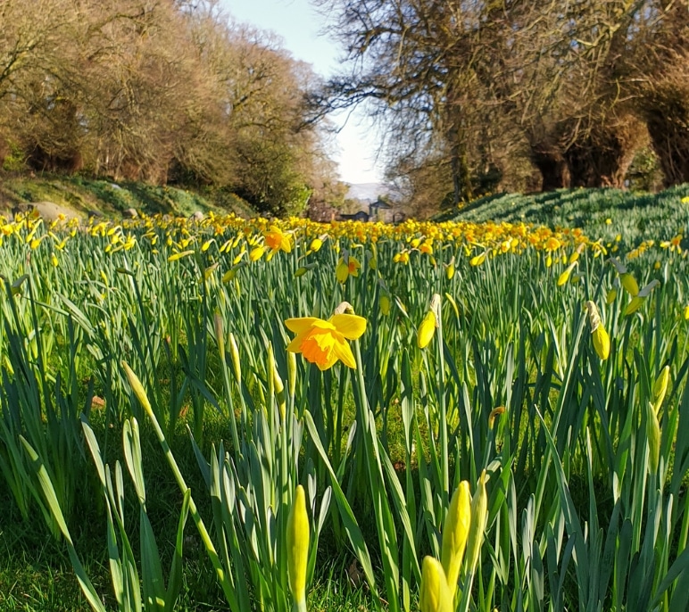 daffodils in a field