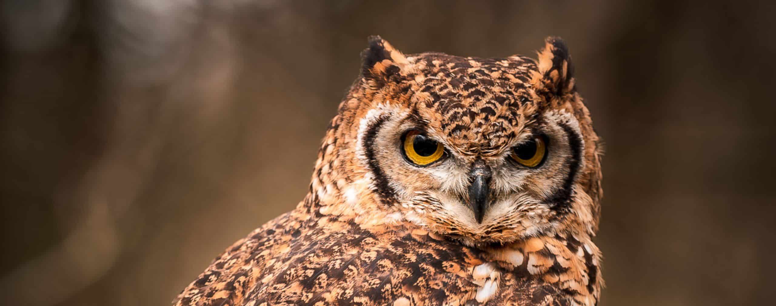 close up of an owl