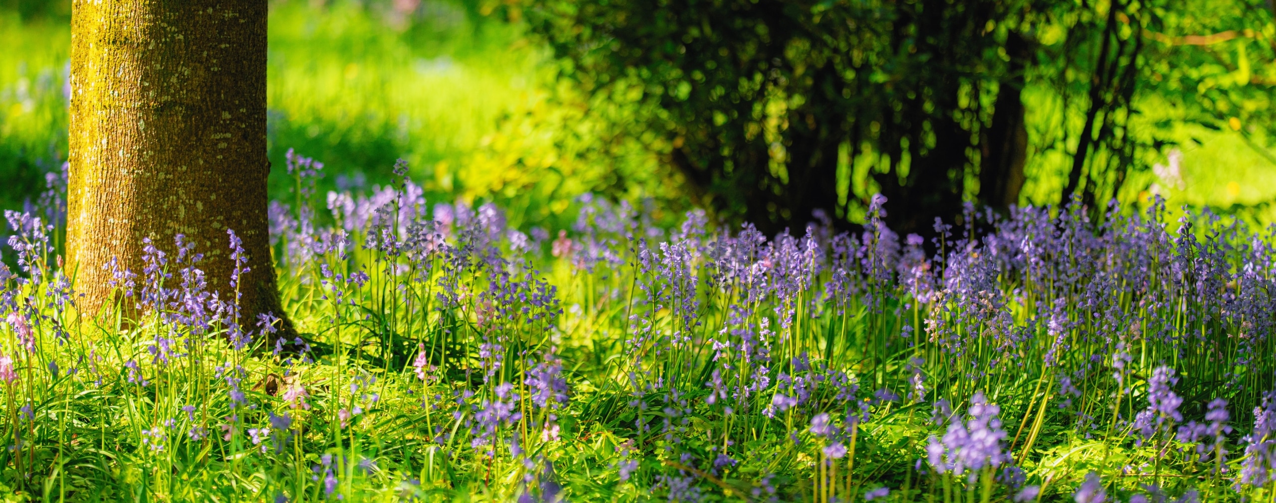 bluebells in a meadow