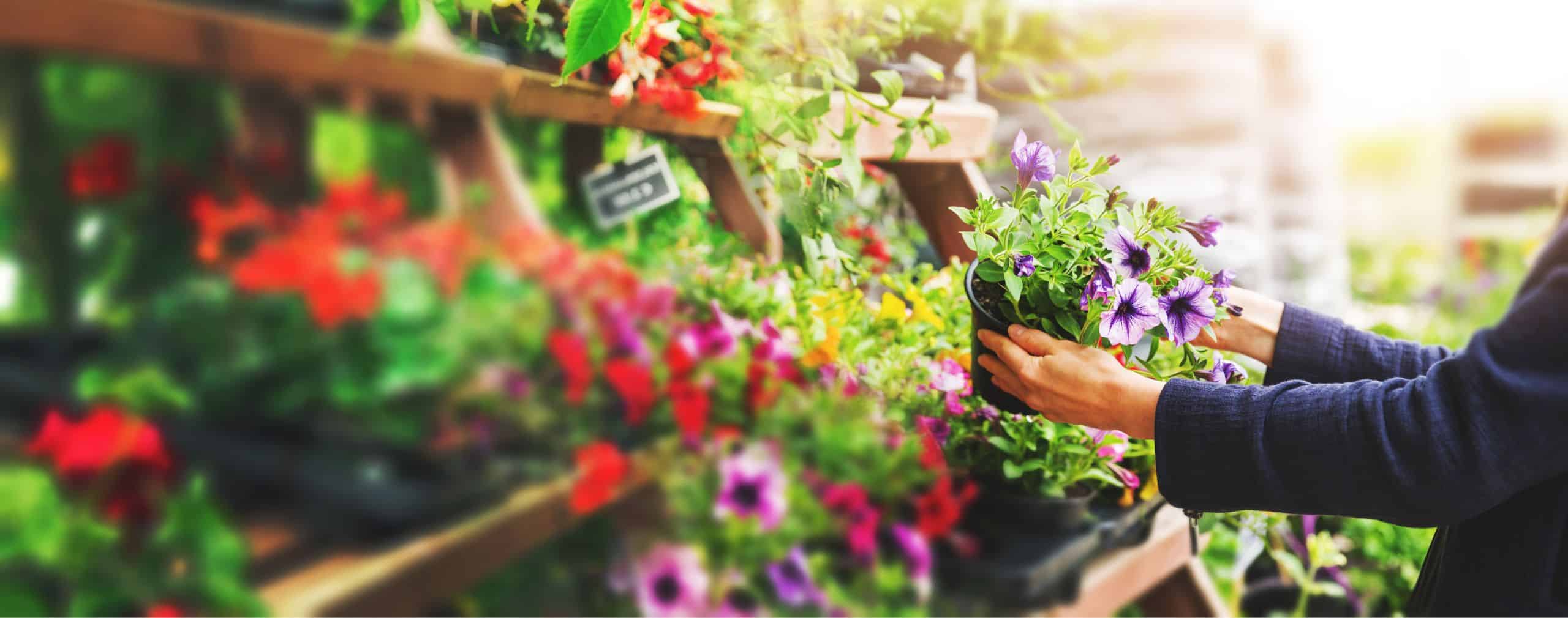 hero choosing a plant